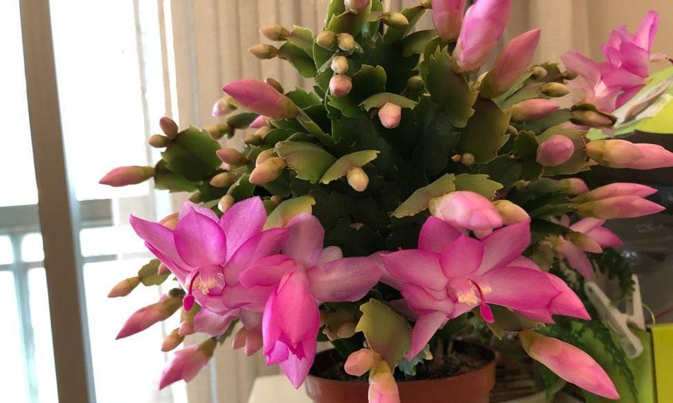 冬季室内适合养哪些花卉？