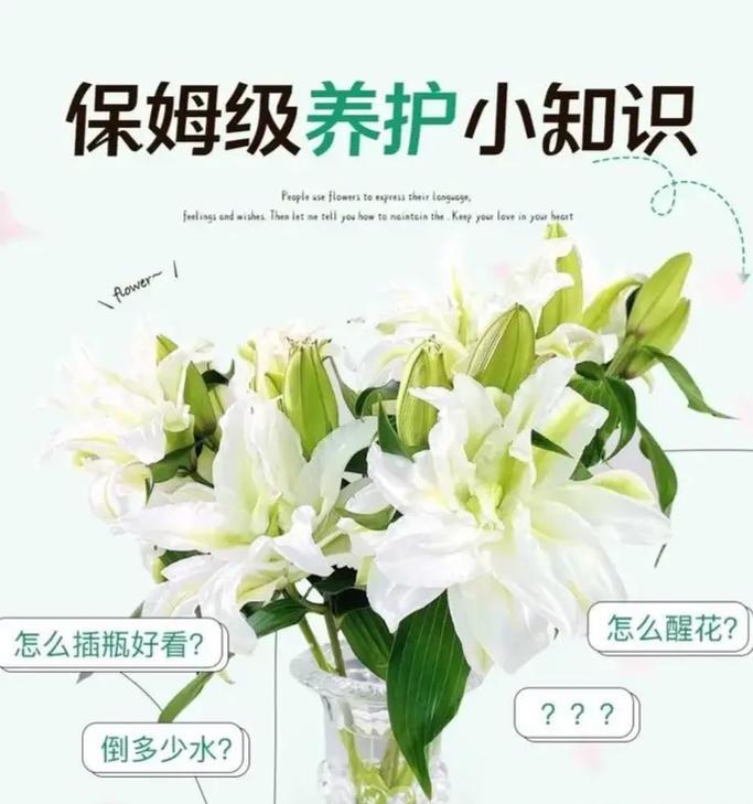 玫瑰和百合怎么养才不会死？如何避免常见的养护错误？