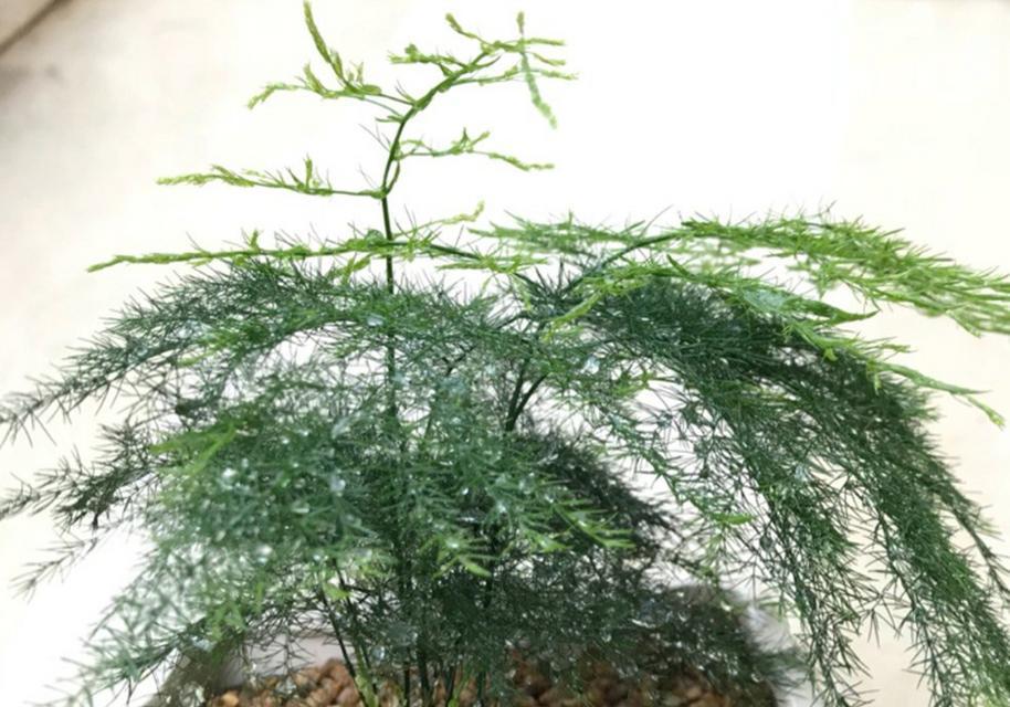 文竹换盆后发黄怎么办？换盆后的正确护理方法是什么？