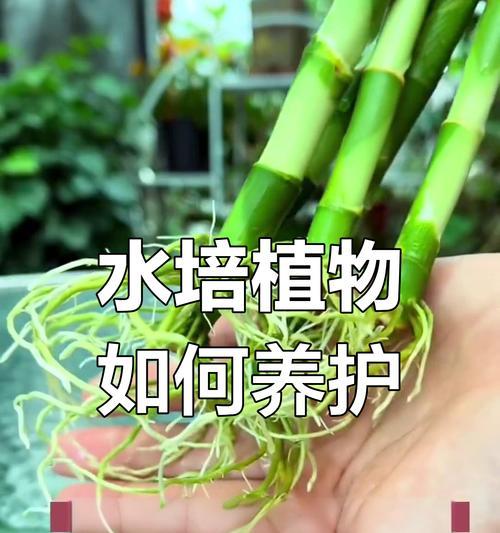 富贵竹水养需要注意什么？