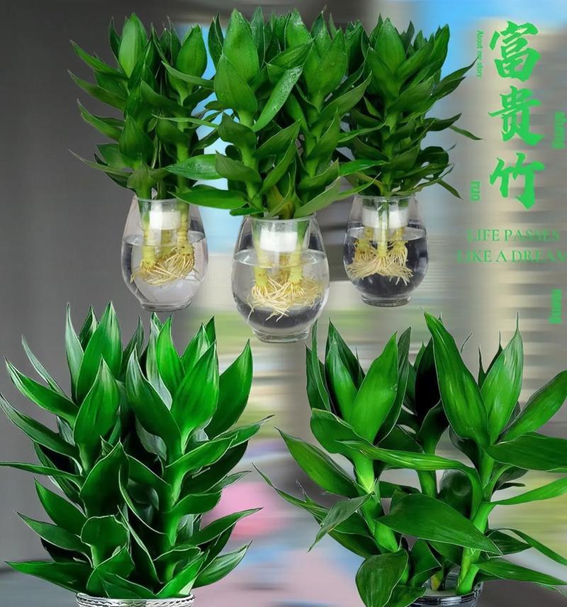 富贵竹水养需要注意什么？
