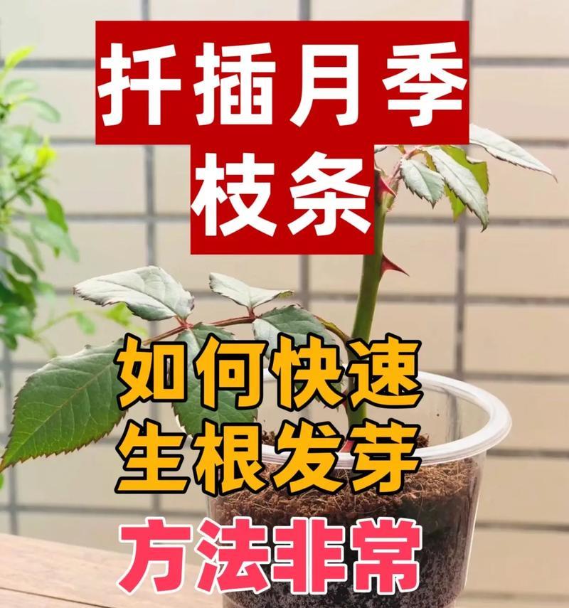 令箭扦插的成功秘诀是什么？有哪些步骤需要注意？