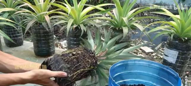 菠萝头的种植方法是什么？需要哪些步骤？