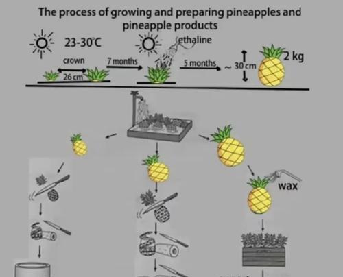菠萝头的种植方法是什么？需要哪些步骤？