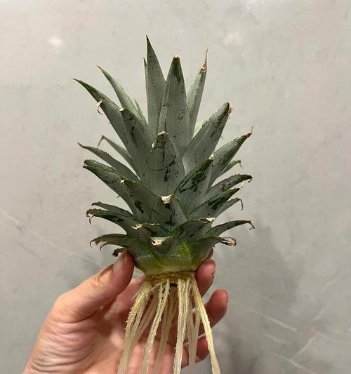 菠萝头的种植方法是什么？需要哪些步骤？