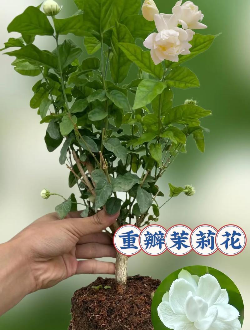 盆栽茉莉浇水频率是多少？如何判断土壤湿度？