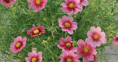 格桑花的最佳种植时间是什么时候？种植格桑花需要注意什么？