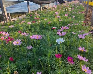 格桑花的最佳种植时间是什么时候？种植格桑花需要注意什么？