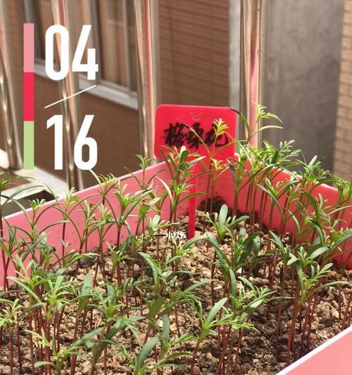 格桑花的最佳种植时间是什么时候？种植格桑花需要注意什么？