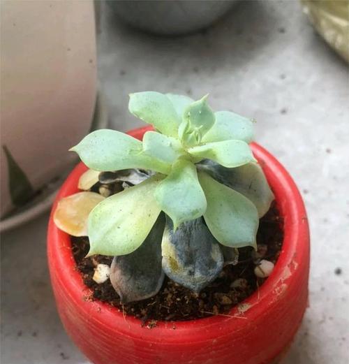 多肉植物黑腐病如何防治？有哪些有效方法？