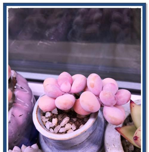 多肉植物黑腐病如何防治？有哪些有效方法？