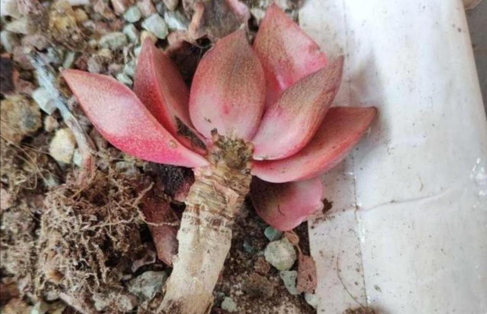 多肉植物黑腐病如何防治？有哪些有效方法？