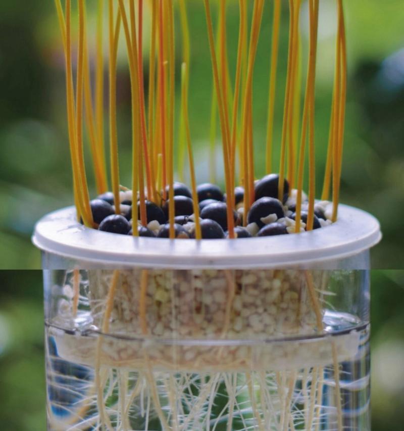 龙眼种子盆栽种植步骤详解？