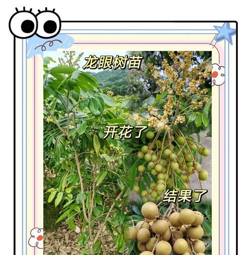 龙眼种子盆栽种植步骤详解？