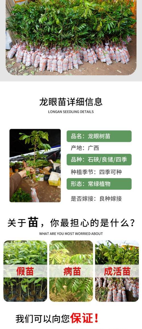 龙眼种子盆栽种植步骤详解？
