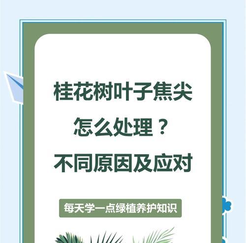 盆栽桂花叶子脱落的原因是什么？如何防止桂花掉叶子？