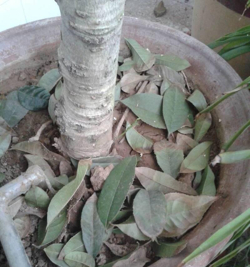 盆栽桂花叶子脱落的原因是什么？如何防止桂花掉叶子？