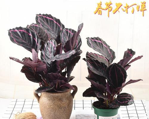 双线花的养殖技巧是什么？
