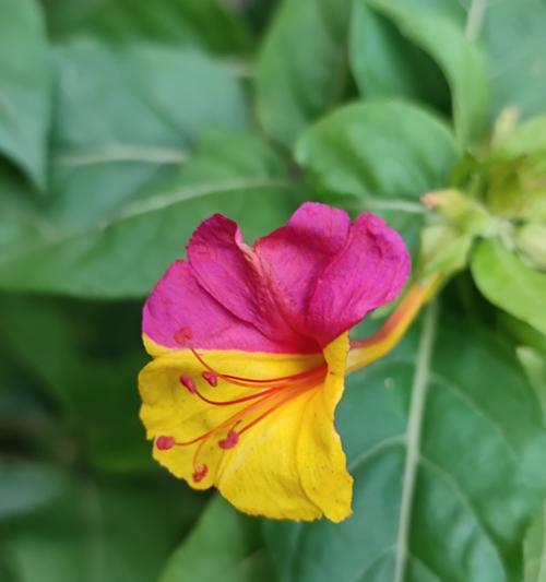 紫红色的花有哪些种类？它们各自有什么特点？