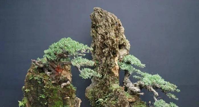 北方盆景植物选择有哪些？