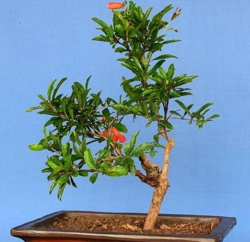 北方盆景植物选择有哪些？