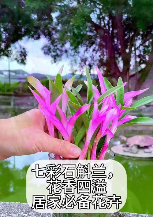 石斛花的养殖方法是什么？如何解决养殖过程中的常见问题？
