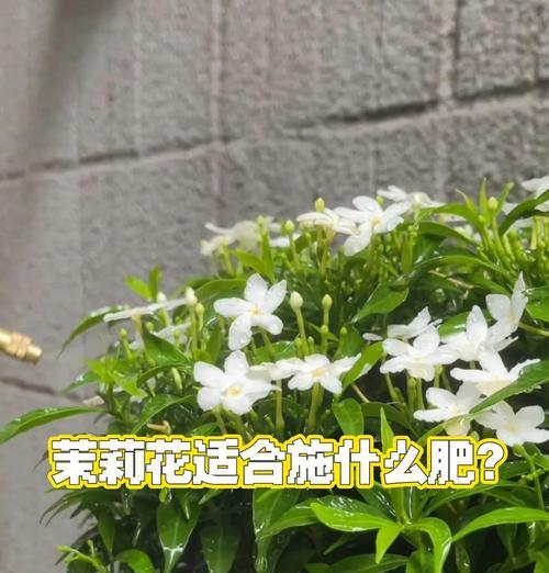 如何养好茉莉使其茁壮成长？