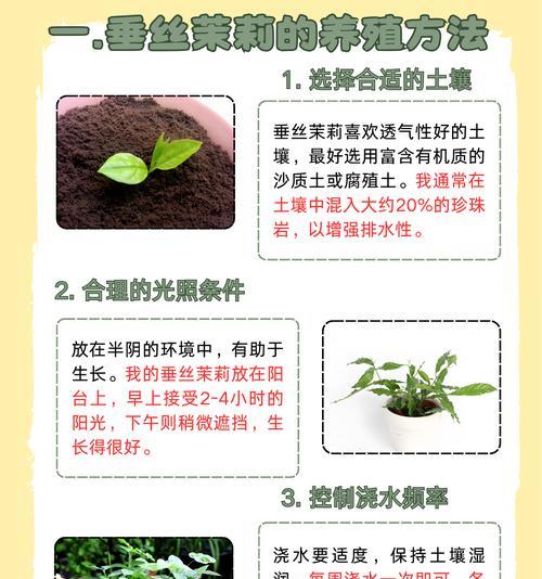 如何养好茉莉使其茁壮成长？