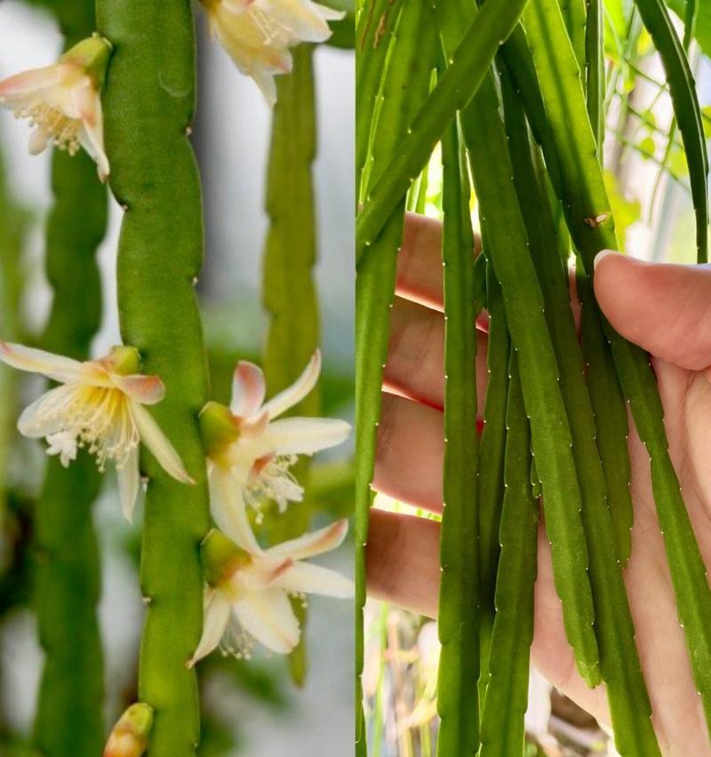 仙人掌有哪些品种？如何分类养护？