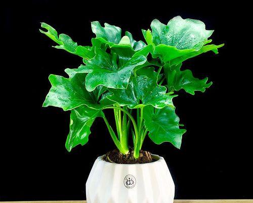 喜阴植物有哪些种类？它们对光照和水分有何特殊需求？
