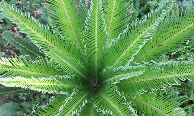 喜阴植物有哪些种类？它们对光照和水分有何特殊需求？