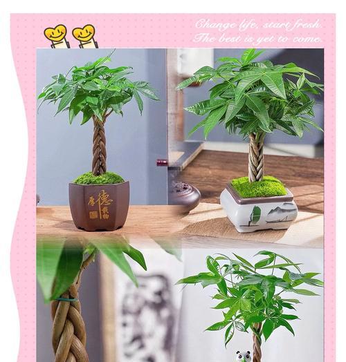发财树需要多少光照？如何为其提供适宜的光照环境？