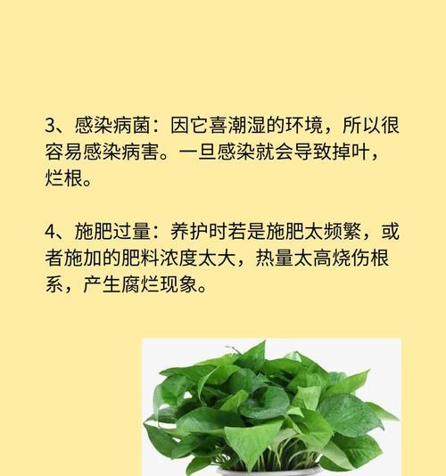 绿萝叶子发黄烂根的原因是什么？如何解决？