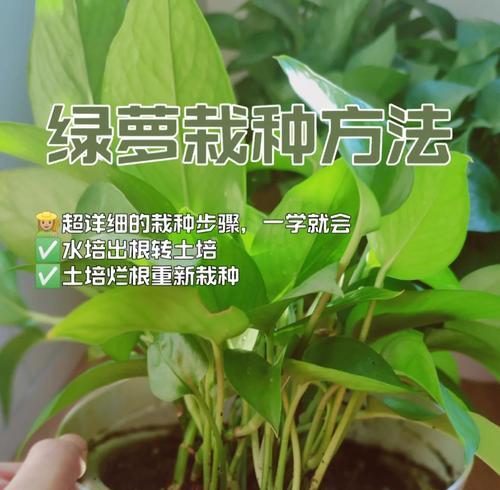 绿萝叶子发黄烂根的原因是什么？如何解决？