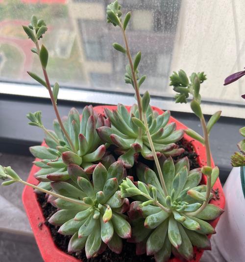 这种植物的特征和养殖方法是什么？