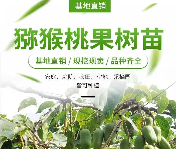 果树盆栽怎样不影响结果？影响果树结果的原因是什么？