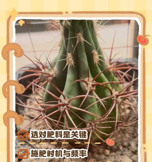小仙人球的养殖方法是什么？如何避免小仙人球生病？