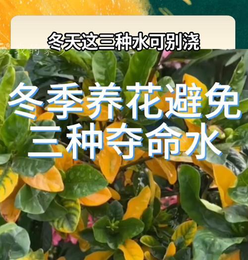 冬天有哪些花卉可以盛开？如何在冬季养护花卉？