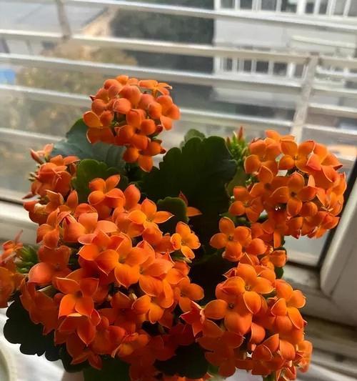 冬天有哪些花卉可以盛开？如何在冬季养护花卉？