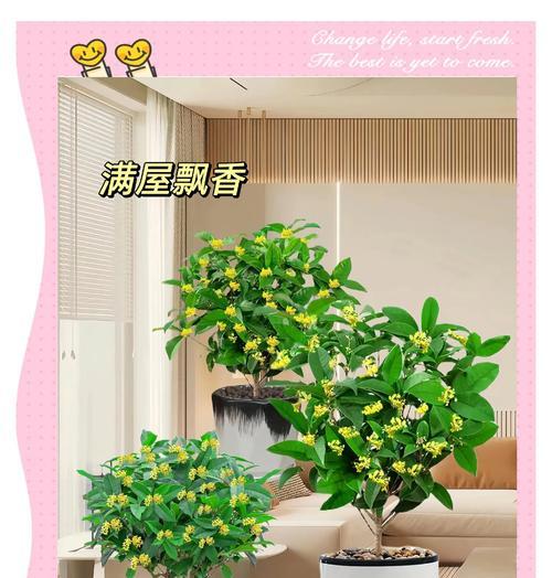 桂花的养殖技巧有哪些？如何保持桂花的香味浓郁？