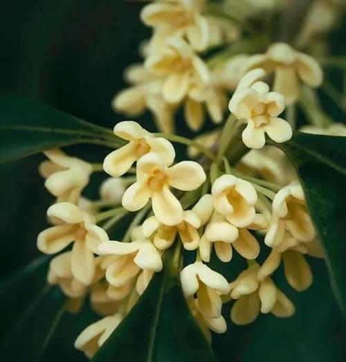 桂花的养殖技巧有哪些？如何保持桂花的香味浓郁？