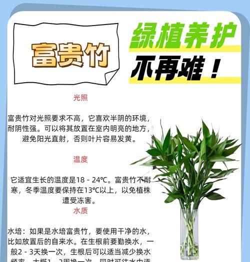 富贵竹塔的制作方法是什么？富贵竹塔的养殖要点有哪些？