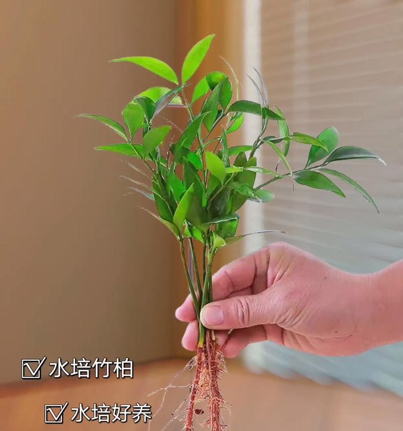 富贵竹塔的制作方法是什么？富贵竹塔的养殖要点有哪些？