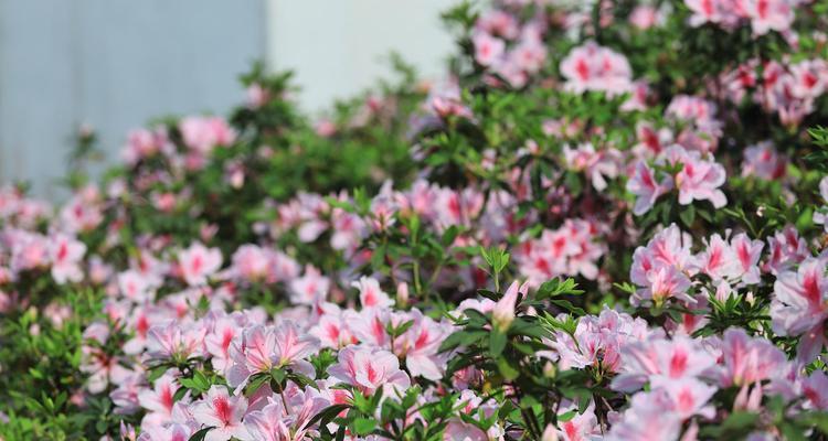 杜鹃花的造型技巧有哪些？如何保持杜鹃花的美观形态？