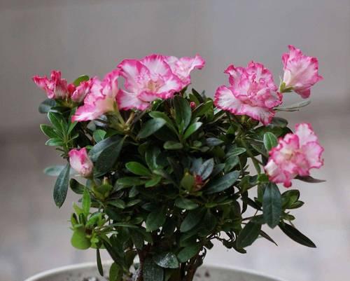 杜鹃花的造型技巧有哪些？如何保持杜鹃花的美观形态？