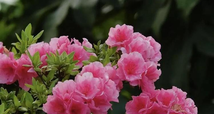 杜鹃花的造型技巧有哪些？如何保持杜鹃花的美观形态？