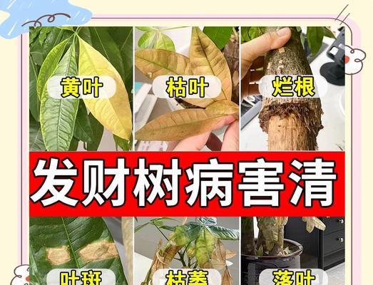 发财树叶子发黄的原因是什么？如何处理老叶发黄的发财树？