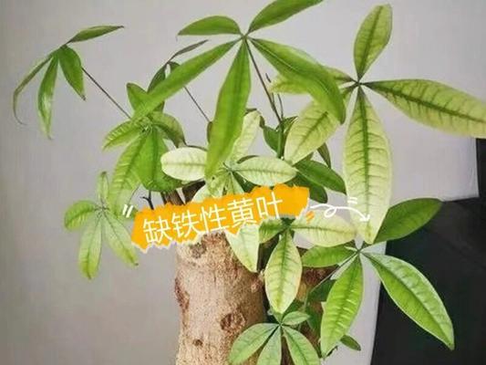 发财树叶子发黄的原因是什么？如何处理老叶发黄的发财树？