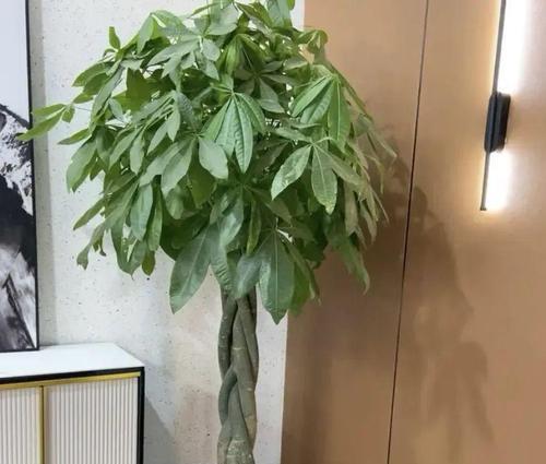 家庭发财树的养护技巧有哪些？如何避免黄叶？
