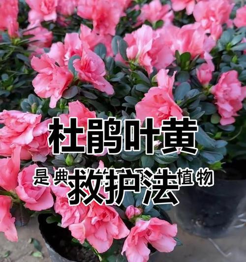 杜鹃花的正确养护方法有哪些？如何避免常见问题？
